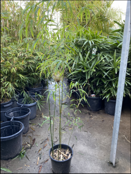 Himalayan Weeping Bamboo