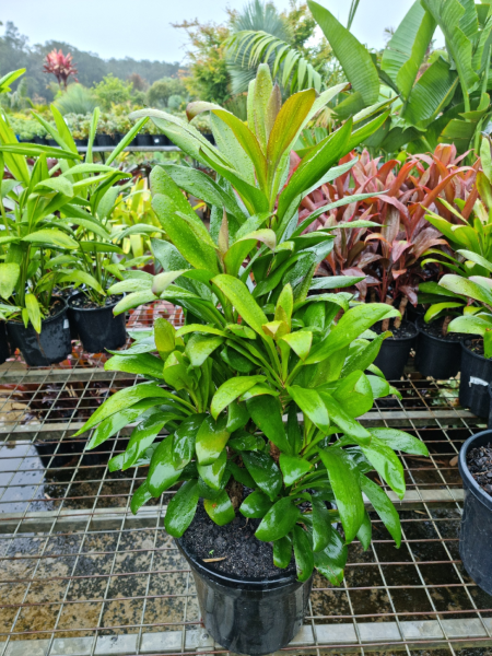 Cordyline 'Glauca'