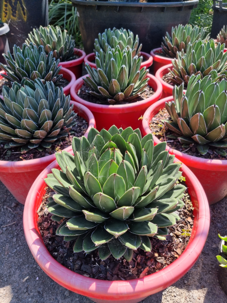 Agave victoria reginae
