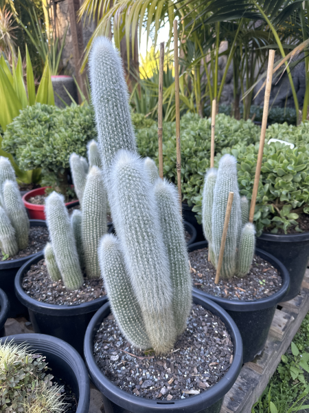 Cleistocactus strausii Silver Torch