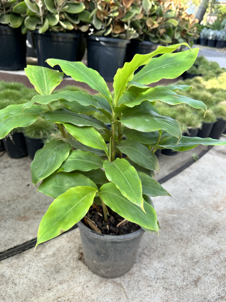 Dwarf Cardamon
