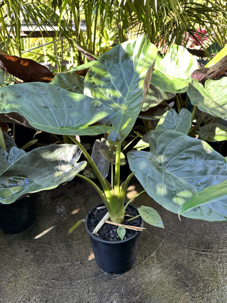 Hardy Elephant Ear