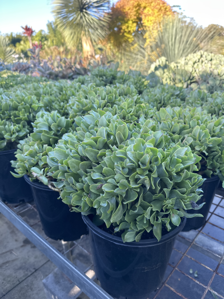 Crassula arborescens subsp. undulatifolia Max Cook