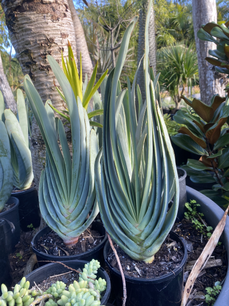 Aloe plicatilis  (syn. Kumara plicatilis) {Fan Aloe}