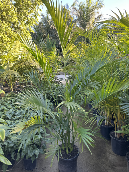 Cascade Palm