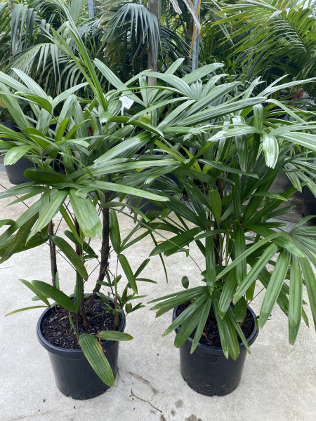 Rhapis excelsa