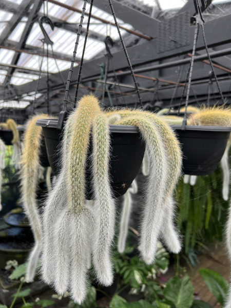Cleistocactus winteri