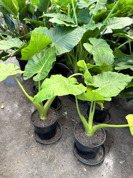 Upright Elephant Ears